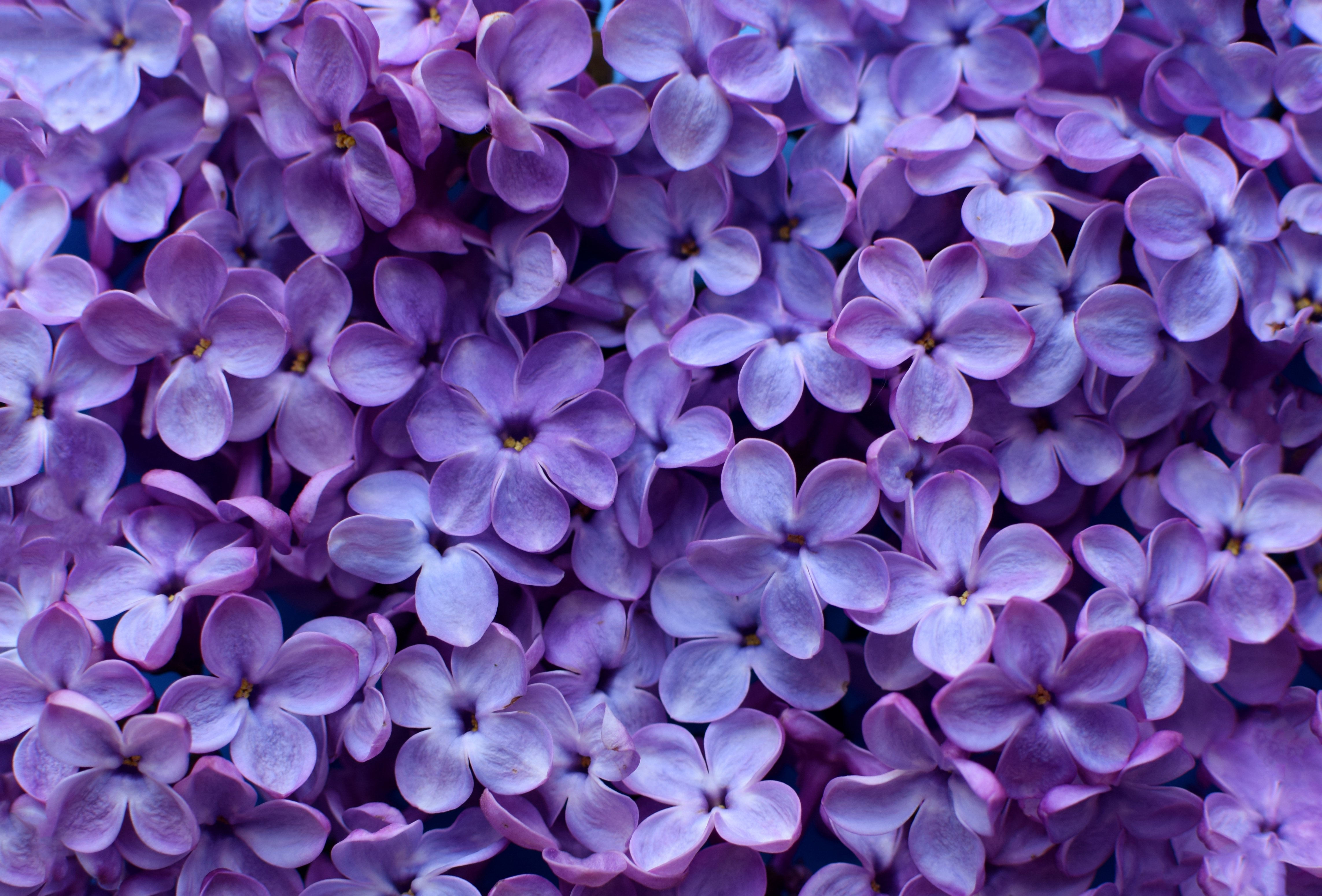 Purple Flower